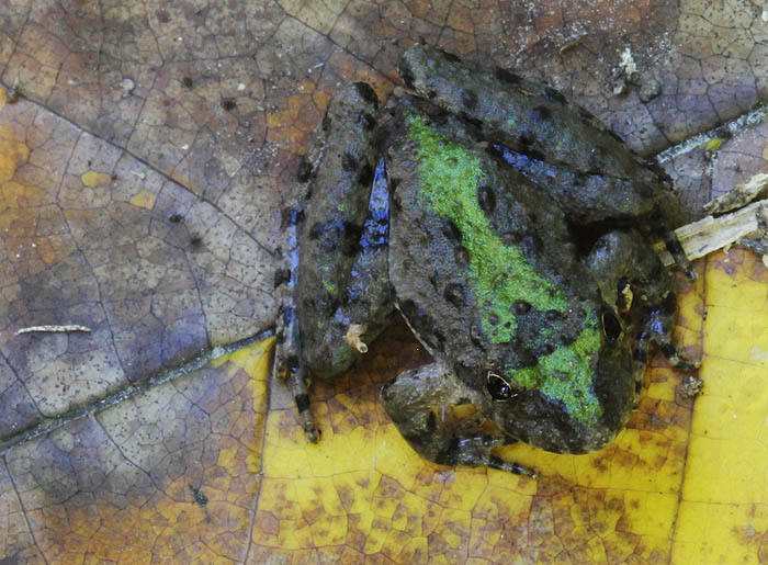 Cricket Frog